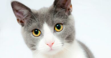 Grey and White Short Fur Cat