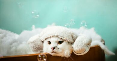 Cute White Cat in Pet Bath with Foam