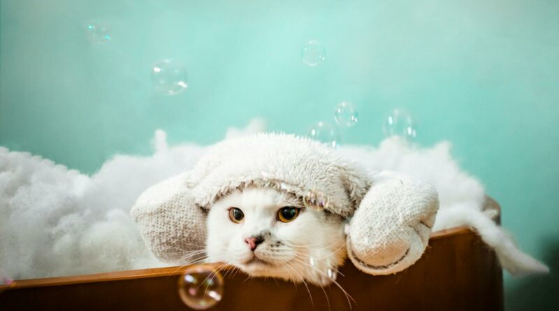 Cute White Cat in Pet Bath with Foam