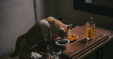 Cat Eating Food on Platter Placed on Table