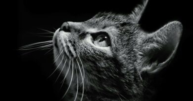 Any cats lover ? this is for you ( Cat ) black and white