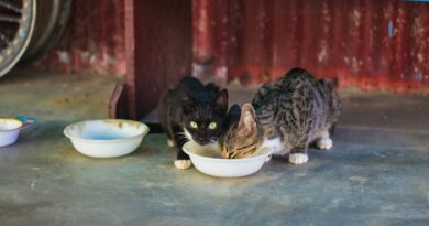 two gray and black cats eating food on white plastic pet bowl