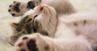 Close-up Photo of Cute Sleeping Cat