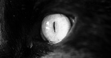 grayscale of animal eye