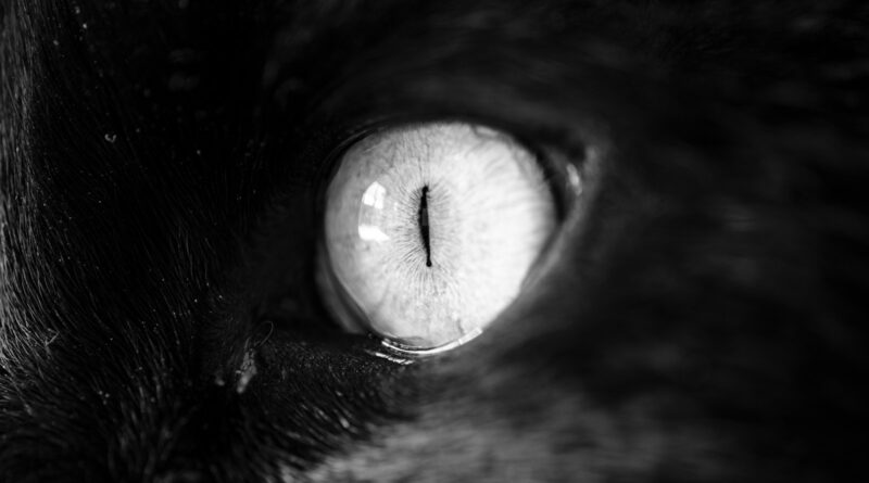 grayscale of animal eye