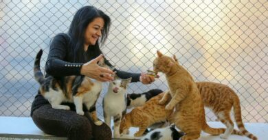 Smiling Woman Feeding Cats with Canned Cat Food