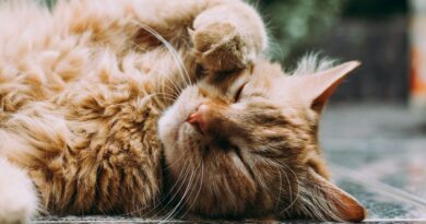 orange Persian cat sleeping