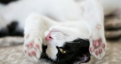 white and black cat lying on brown textile