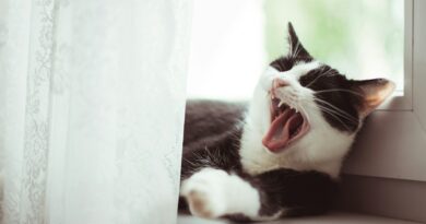 black and white tuxedo cat yawning