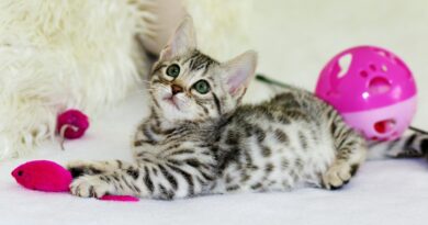 gray kitten sitting on floor