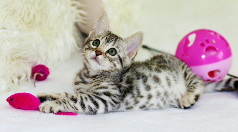 gray kitten sitting on floor