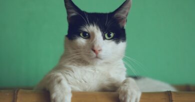 black and white cat lying on brown bamboo chair inside room