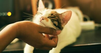 shallow focus photography of white and brown cat