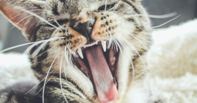 yawning brown tabby kitten