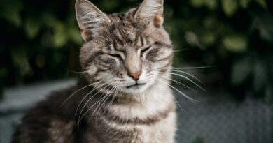 brown tabby cat in tilt shift lens