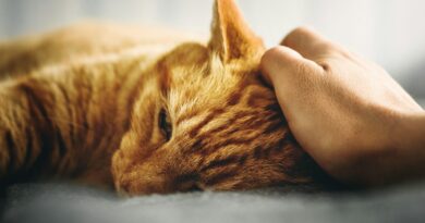 person holding the head of orange tabby cat