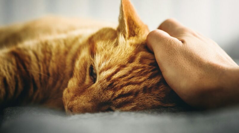 person holding the head of orange tabby cat