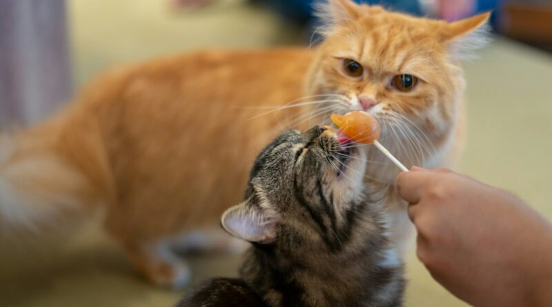 orange tabby cat playing with a ball