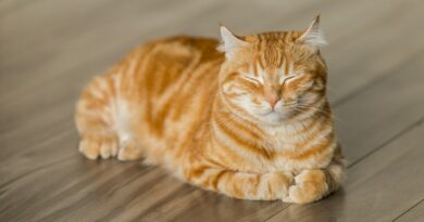 orange tabby cat on brown parquet floor