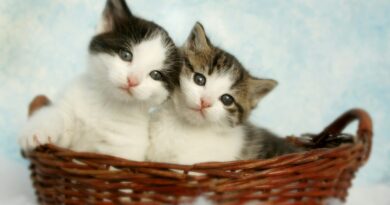 two silver tabby kittens