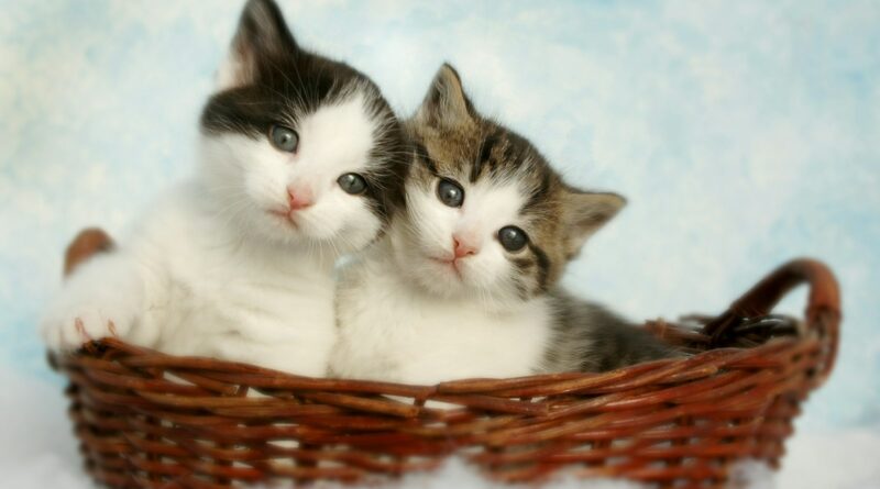 two silver tabby kittens