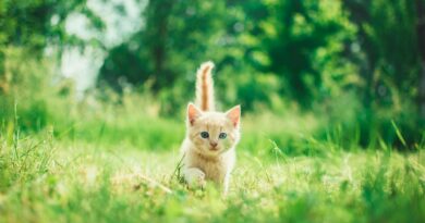 orange tabby kitten in grasses