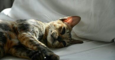 brown tabby cat lying on white textile