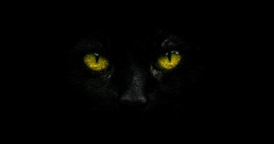 black cat in close up photography