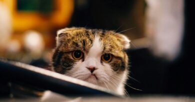 brown and white cat in shallow focus shot