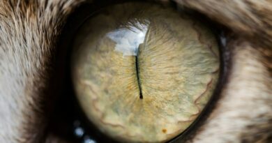 brown and black eye in close up photography