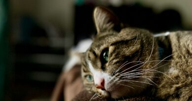 close-up photography of brown and white cat