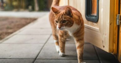 orange and white tabby cat on gray concrete floor