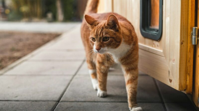 orange and white tabby cat on gray concrete floor