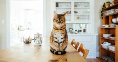 orange and white tabby cat sitting on brown wooden table in kitchen room