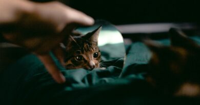 brown tabby cat on blue textile