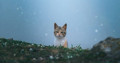 white and brown cat on green grass during daytime